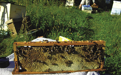 Pełnia lata, pełne ręce roboty